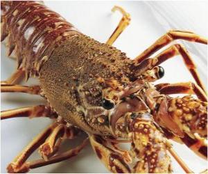 puzzel Een grote kreeft of Homarus