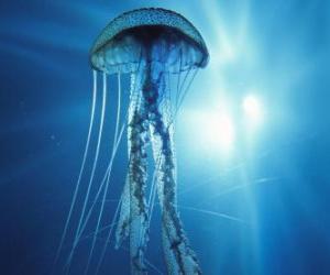 puzzel Een jellyfish, gelei of zee gelei met zijn tentakels