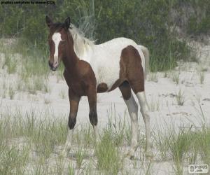 puzzel Een jong wild paard