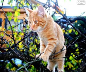 puzzel Een kitten in een boom