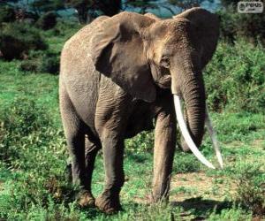 puzzel Een olifant met slagtanden