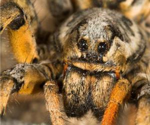 puzzel Een tarantula, Vogelspinnen, een grote spin met lange benen vol haren