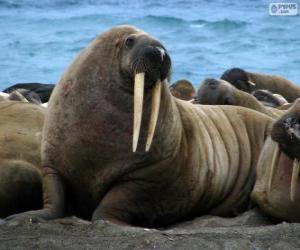 puzzel Een walrus met haar lange slagtanden, een grote semi-aquatische zoogdieren van de Noordpool