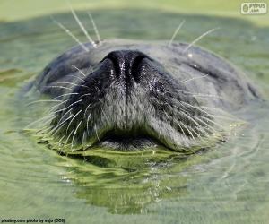 puzzel Een zeehond in het water