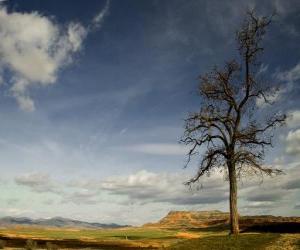 puzzel Eenzame boom in een landschap met weinig vegetatie