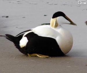 puzzel Eider of eidereend