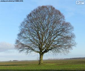 puzzel Eiken in de herfst