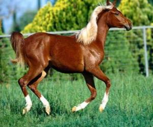 puzzel Elegant jong paard