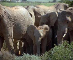 puzzel Elephant Family