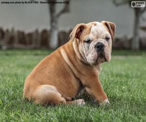 puzzel Engels Bulldog Puppy