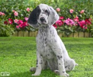 puzzel Engelse Setter puppy