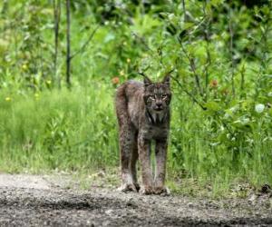 puzzel Euraziatische lynx of los met sterke benen, lange oren, korte staart en gevlekte vacht