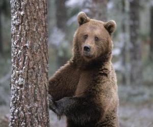 puzzel Europese bruine beer in voet rust op een boom