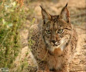 puzzel Europese Lynx