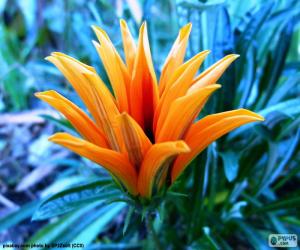 puzzel Exotische oranje bloem