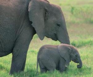 puzzel Familie olifanten