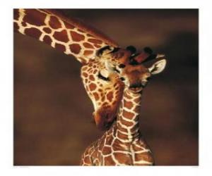 puzzel Familie van giraffen