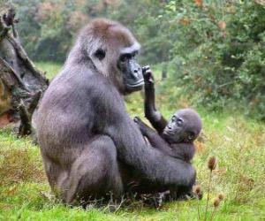 puzzel Familie van gorilla's