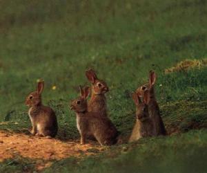 puzzel Familie van konijnen uit hun holen