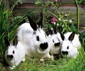 puzzel Familie van konijnen