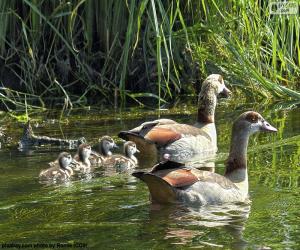 puzzel Familie van Nijlgans