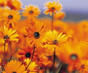 puzzel Field of Daisies