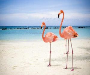 puzzel Flamingo