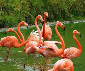 puzzel Flamingo's in het water, grote aquatische vogels met roze verenkleed
