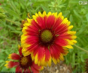 puzzel Flor Gaillardia pulchella