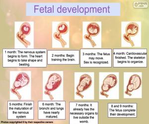 puzzel Foetale ontwikkeling (Engels)