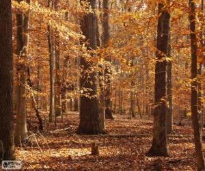 puzzel Forest in de herfst