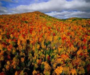 puzzel Forest in Quebec, Canada