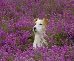 puzzel Fox Terrier in het veld