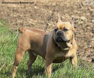 puzzel Franse Bulldog