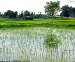 puzzel Gebied van rijst, Indonesië