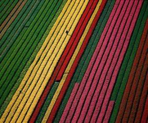puzzel Gebied van tulpen in Holland