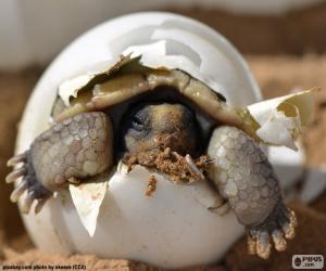 puzzel Geboorte van een schildpad