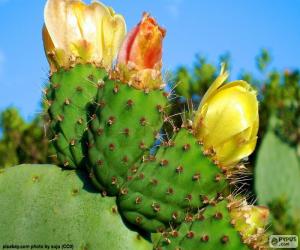 puzzel Gele cactus bloemen