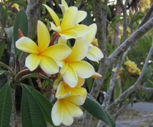 puzzel Gele Plumeria