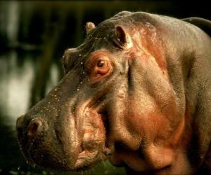 puzzel gemeenschappelijke nijlpaard hoofd