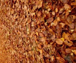 puzzel Gevallen bladeren op de grond, een typisch beeld van de herfst