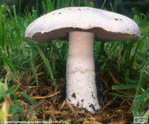 puzzel Gewone weidechampignon