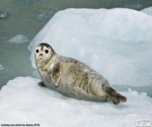 puzzel Gewone zeehond