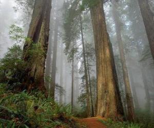 puzzel Giant Sequoia 's