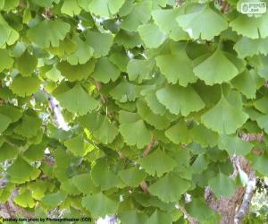 puzzel Ginkgo biloba bladeren