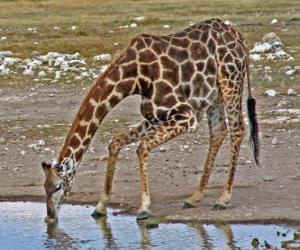 puzzel giraf drinken op een vijver
