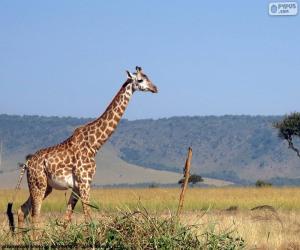 puzzel Giraf in het landschap
