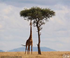 puzzel Giraffe eet bladeren