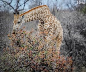 puzzel Giraffe eten struiken