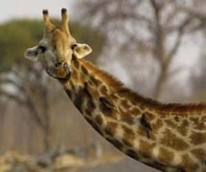 puzzel Giraffe met een aantal vogels in zijn lange nek